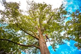Best Lawn Maintenance Plans  in Lagrange, IN