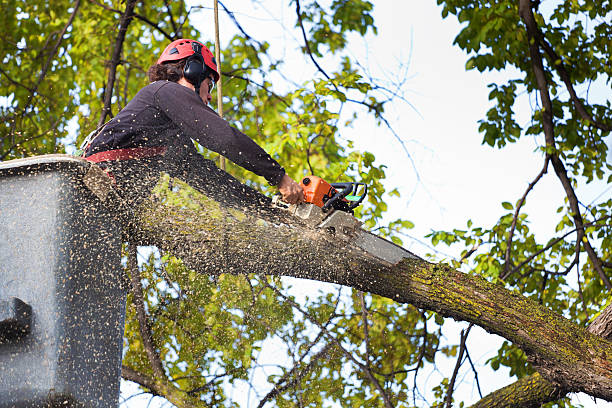 Best Tree Mulching  in Lagrange, IN