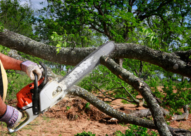 Best Tree Preservation Services  in Lagrange, IN